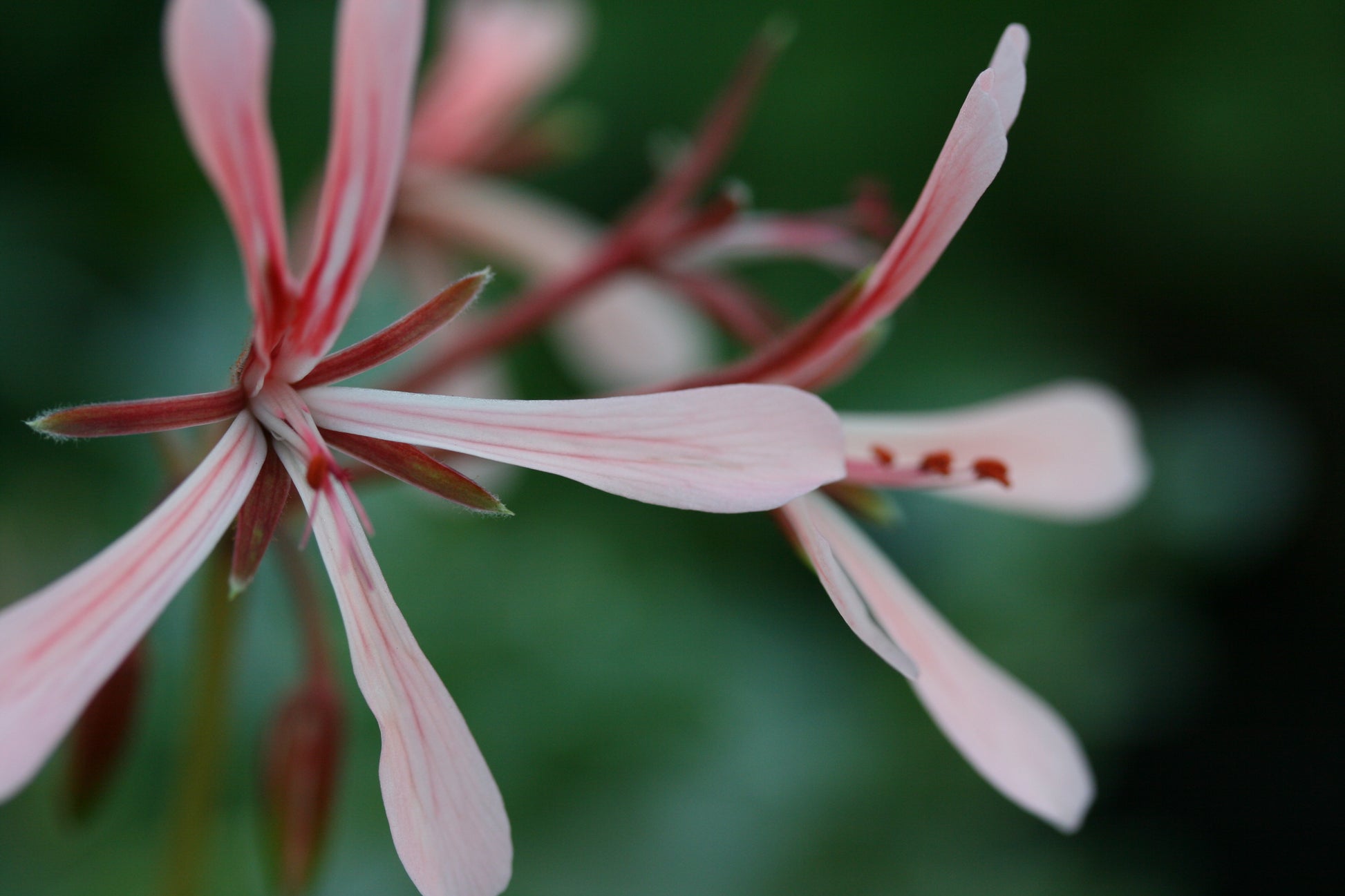 PELARGONIUM acetosum close up flower