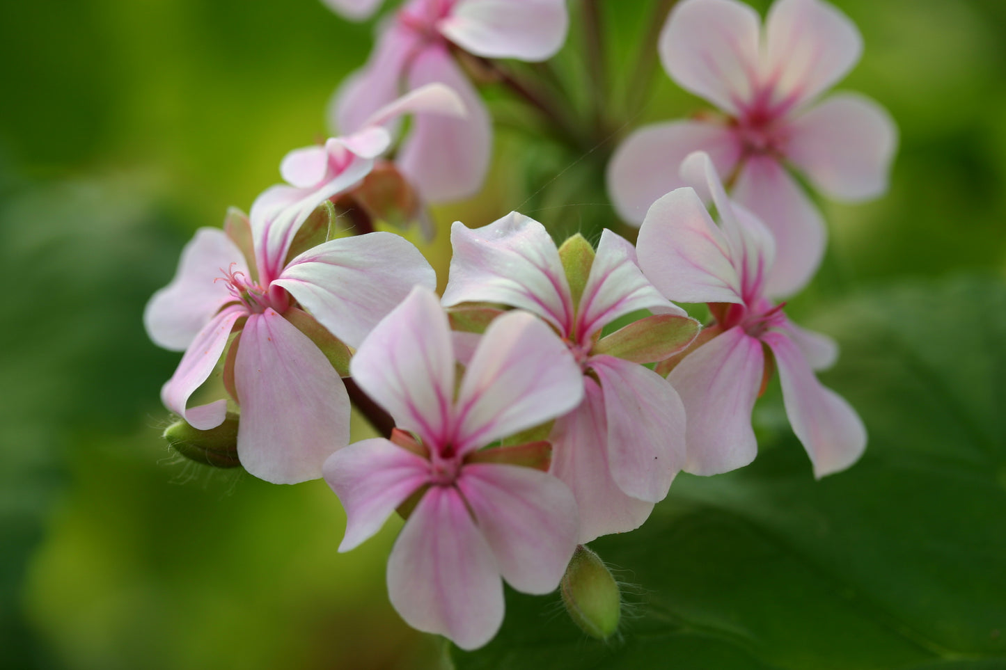 PELARGONIUM acraeum close up flower