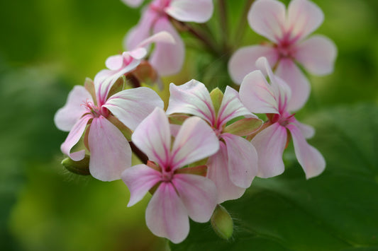 PELARGONIUM acraeum close up flower