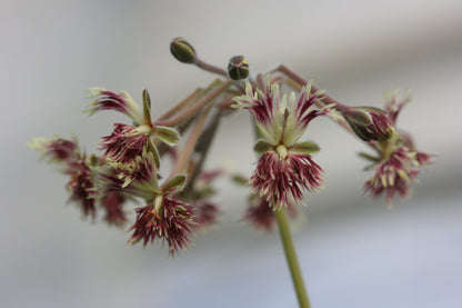 PELARGONIUM affrum flower head