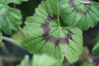 PELARGONIUM alchemilloides leaf