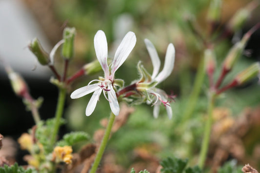 PELARGONIUM alternans flower