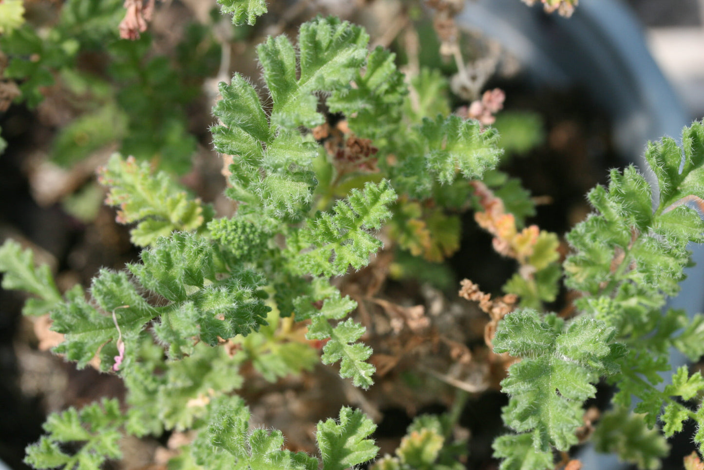PELARGONIUM alternans leaf