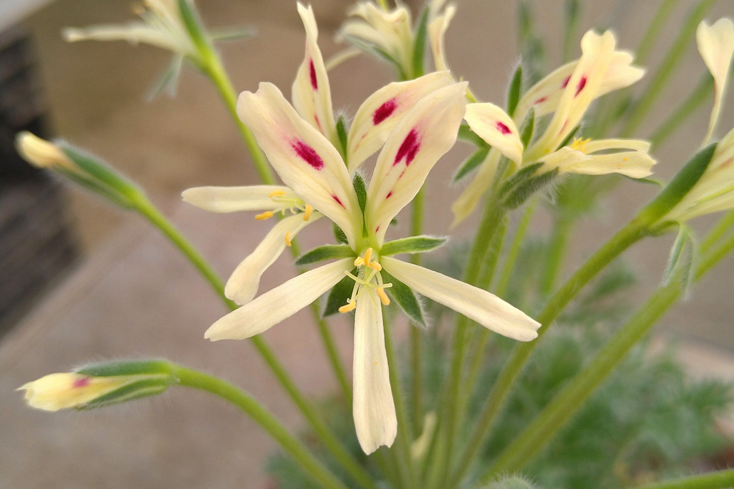 Close-up of a pale yellow flower with red centers on a blurred background