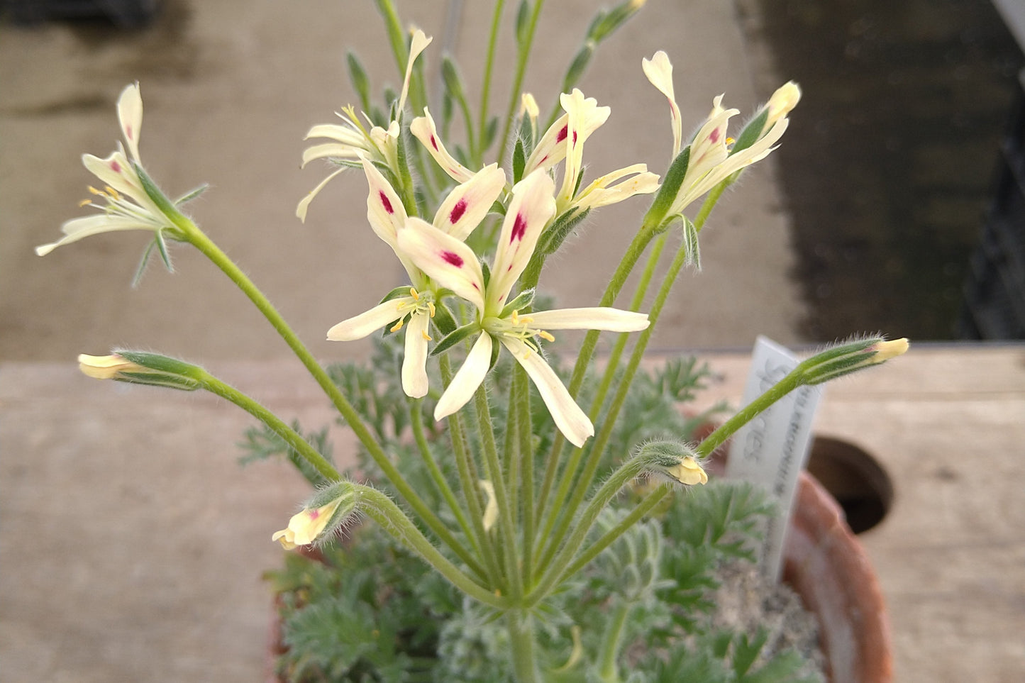 Flowering plant with pale yellow and red flowers in a pot on a blurred background
