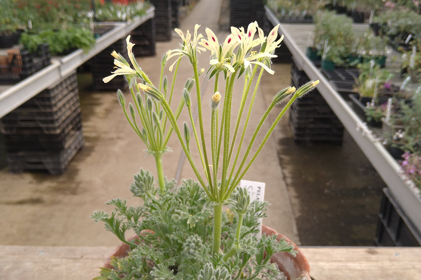 Potted plant with pale yellow flowers in a greenhouse setting 