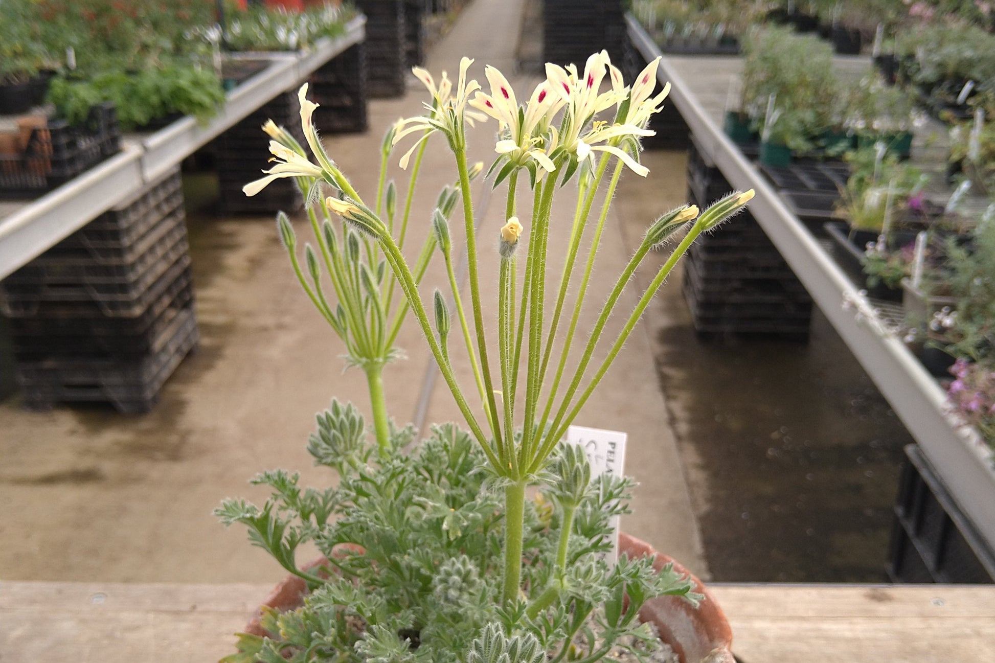 Potted plant with pale yellow flowers in a greenhouse setting 