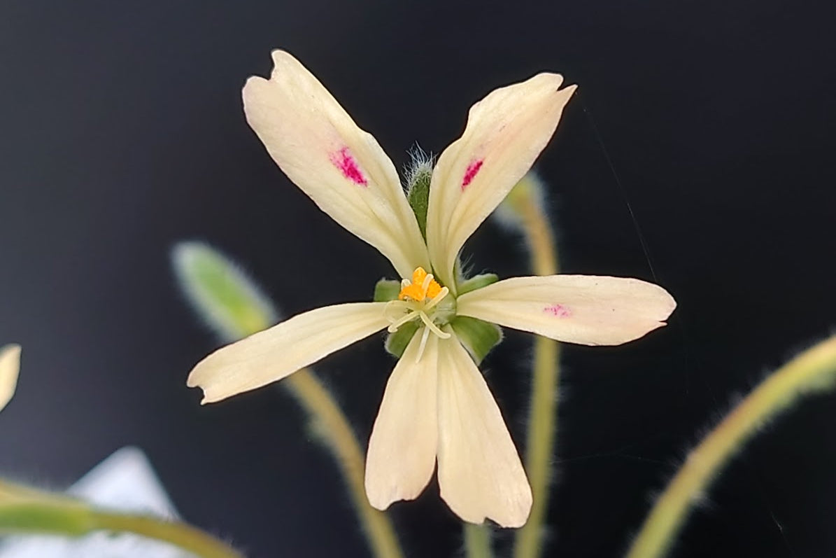 PELARGONIUM appendiculatum