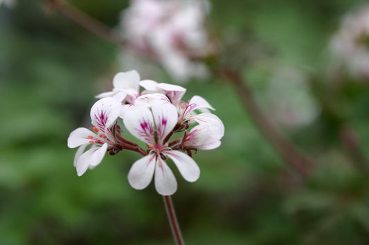PELARGONIUM australe flower