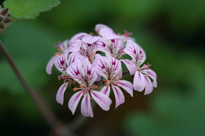 PELARGONIUM australe Pink form flower head