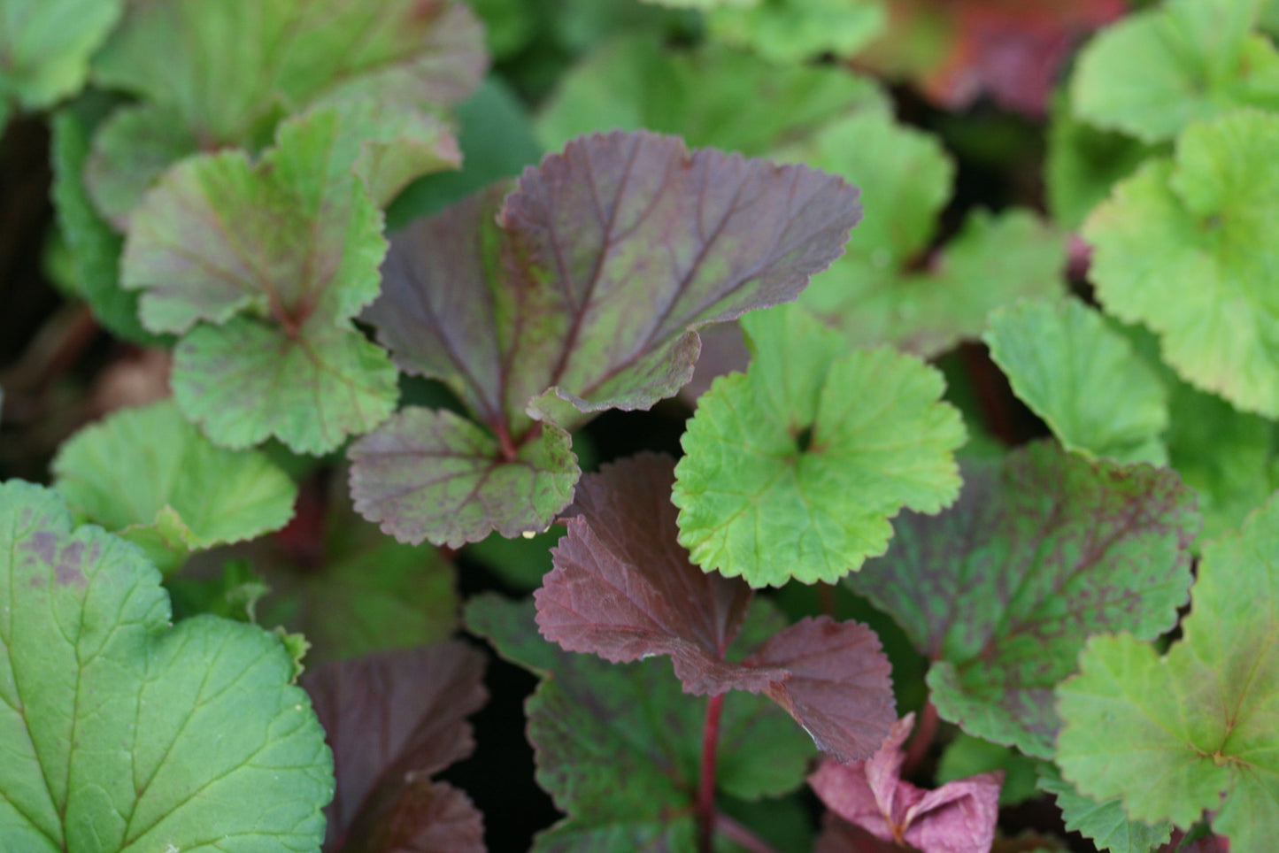 PELARGONIUM australe Pink form leaf