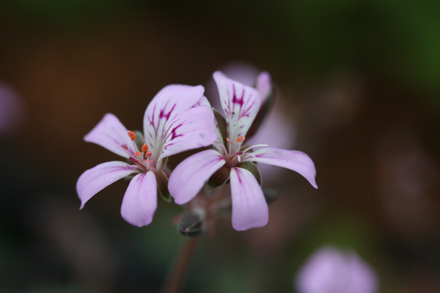 PELARGONIUM australe Pink form close-up flower