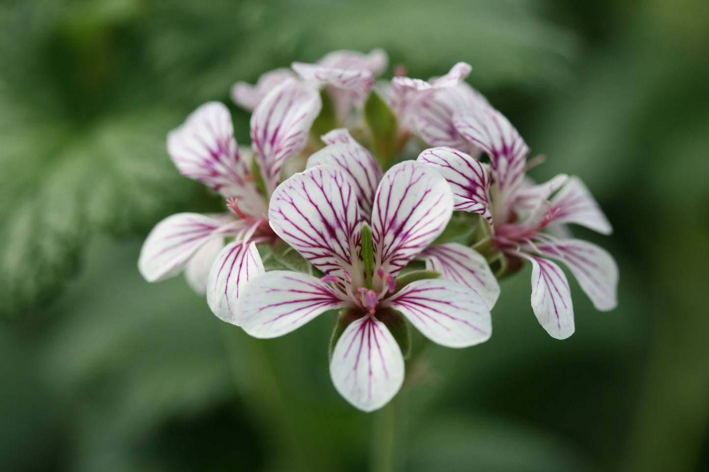 PELARGONIUM australe Redondo flower