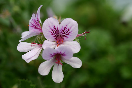 PELARGONIUM betulinum flower 