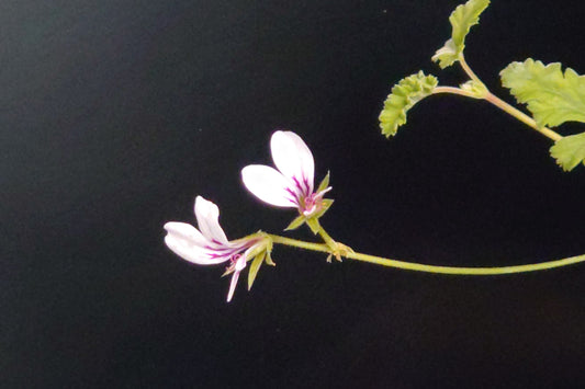 PELARGONIUM candicans flower