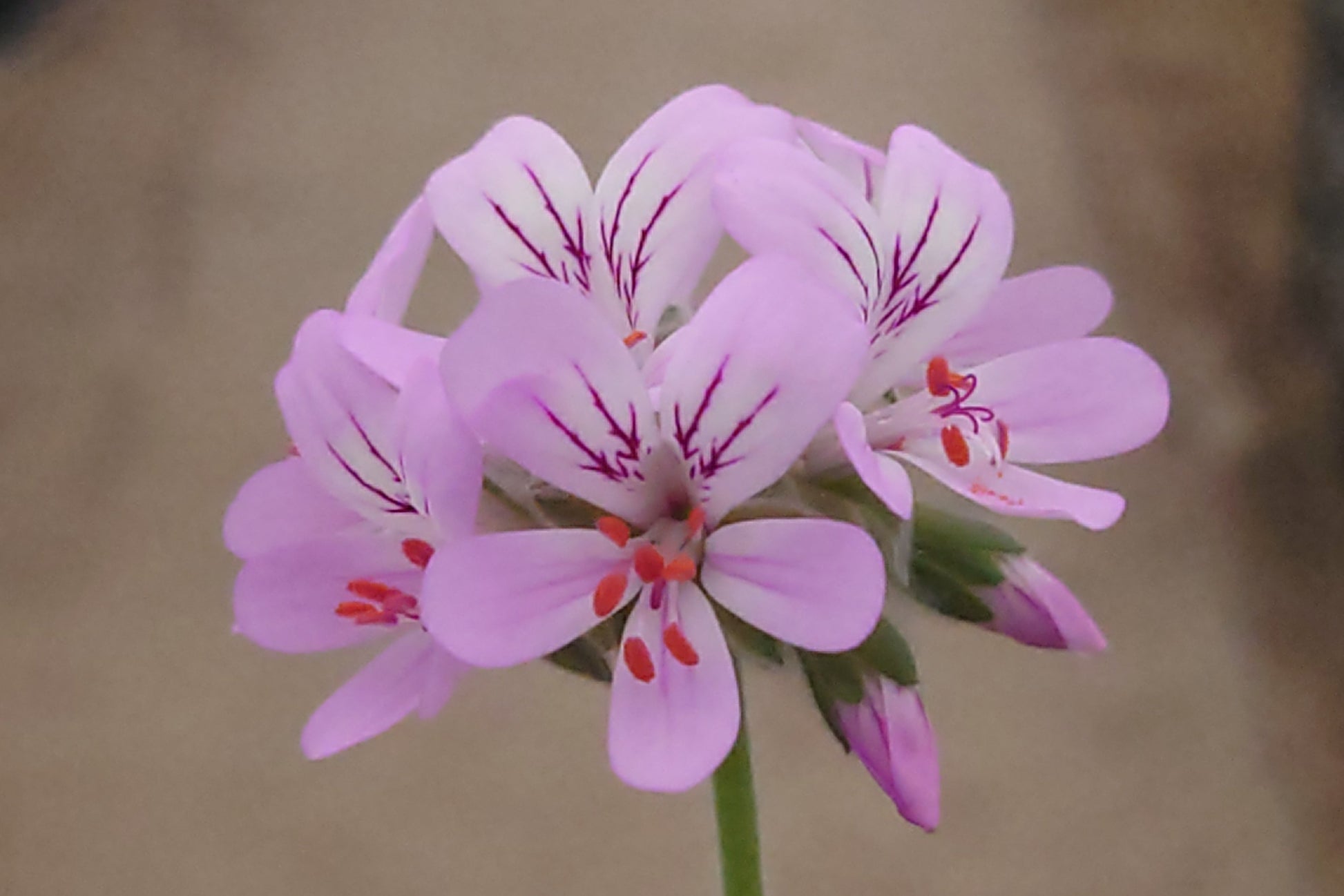 PELARGONIUM capitatum flower