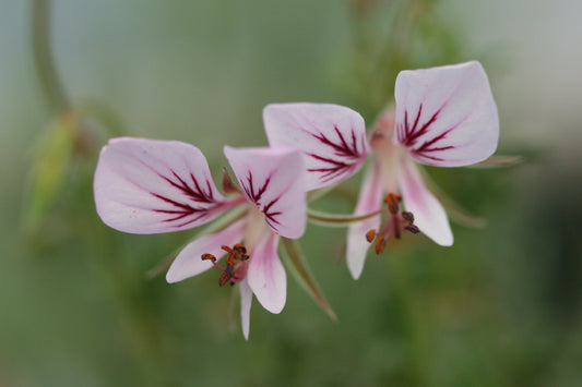 PELARGONIUM caucalifolium ssp caucalifolium flower
