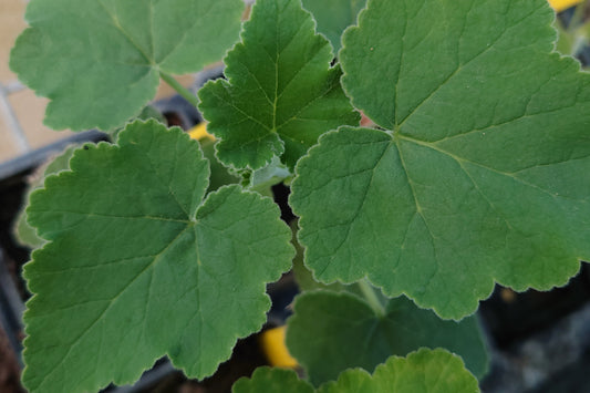 PELARGONIUM caylae leaf