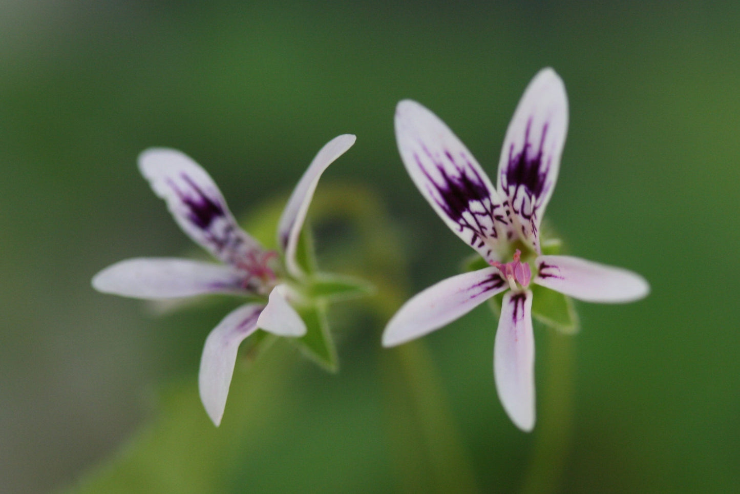 PELARGONIUM iocastrum flower 