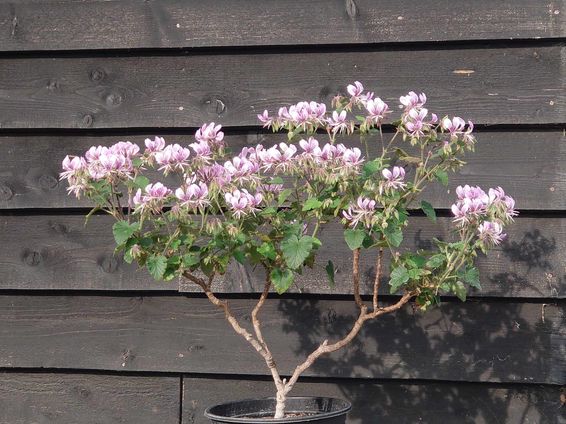 Potted plant with pink flowers against a wooden background