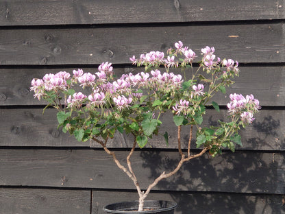 Potted plant with pink flowers against a wooden background