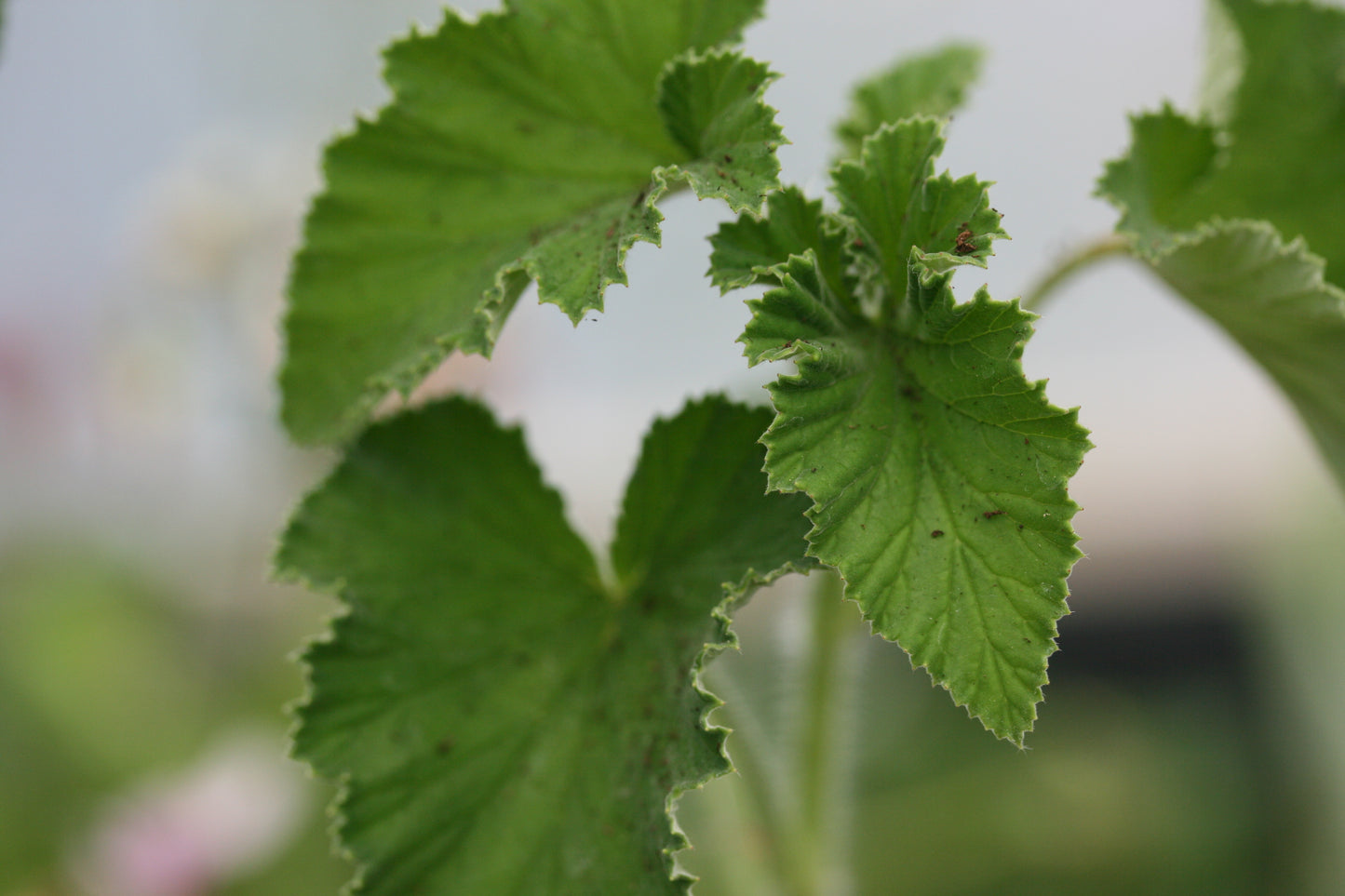 PELARGONIUM cordifolium rubrocinctum leaf