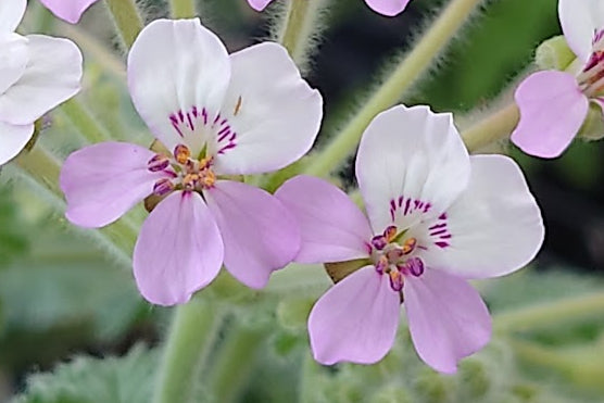 PELARGONIUM cortusifolium