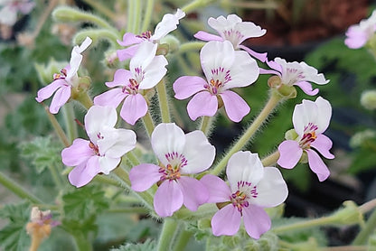 PELARGONIUM cortusifolium