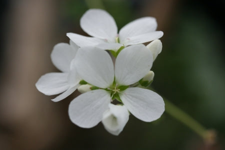 PELARGONIUM cotyledonis flower