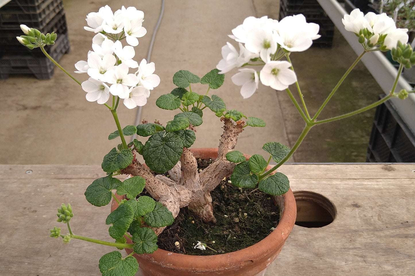 PELARGONIUM cotyledonis whole plant
