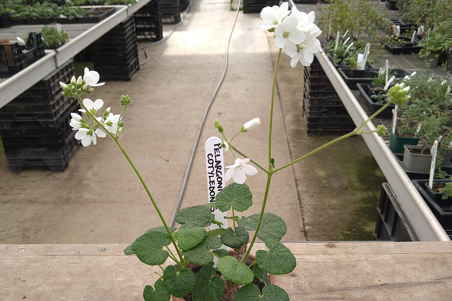 PELARGONIUM cotyledonis flowers and leaf