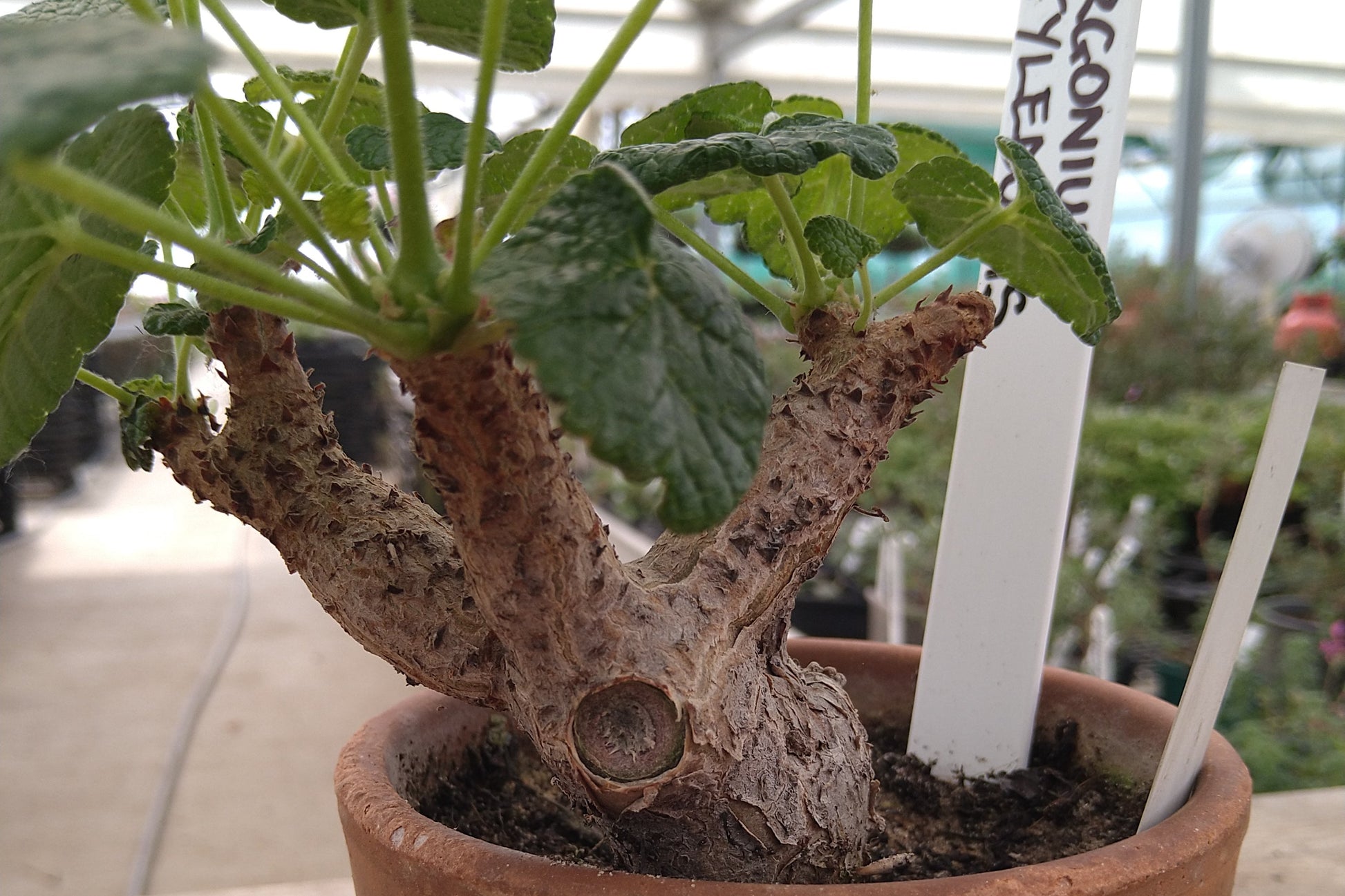 PELARGONIUM cotyledonis stem