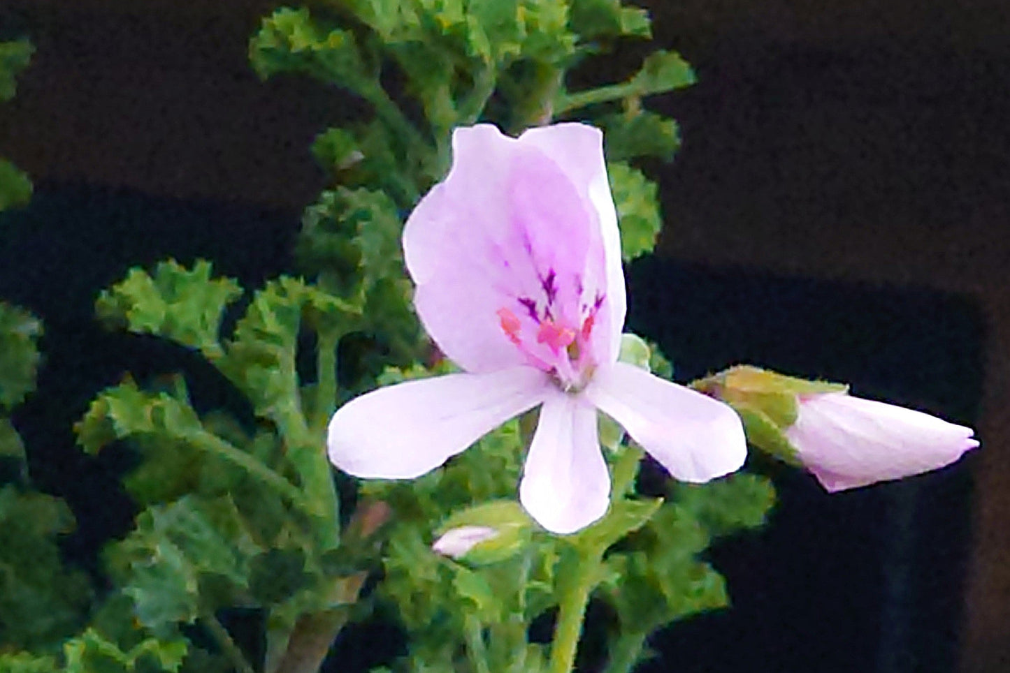 PELARGONIUM crispum flower