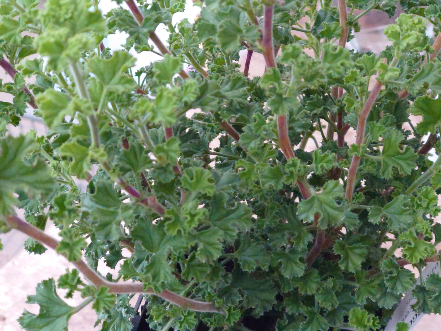 PELARGONIUM crispum leaf