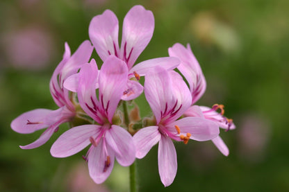 PELARGONIUM denticulatum flower