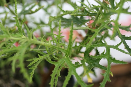 PELARGONIUM denticulatum leaf