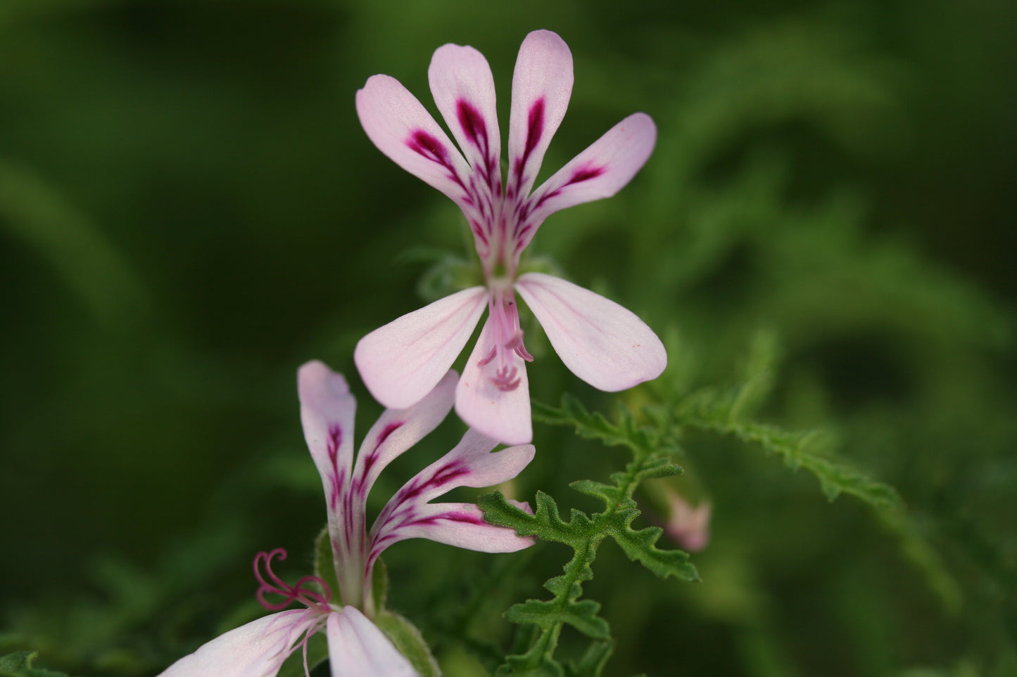 PELARGONIUM denticulatum Filicifolium flower