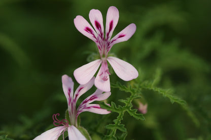 PELARGONIUM denticulatum Filicifolium flower