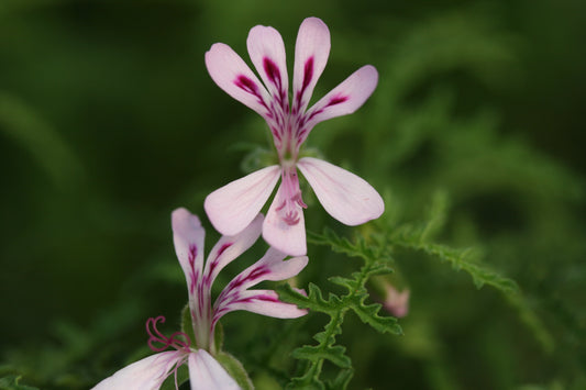PELARGONIUM denticulatum Filicifolium flower