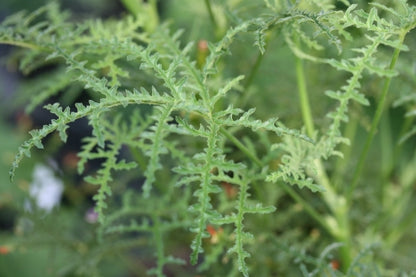 PELARGONIUM denticulatum Filicifolium leaf