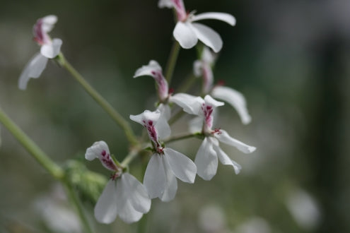 PELARGONIUM dichondrifolium flower