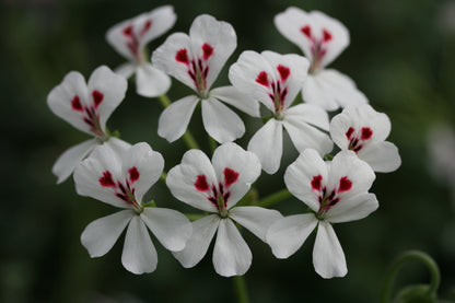 PELARGONIUM echinatum White Form flower