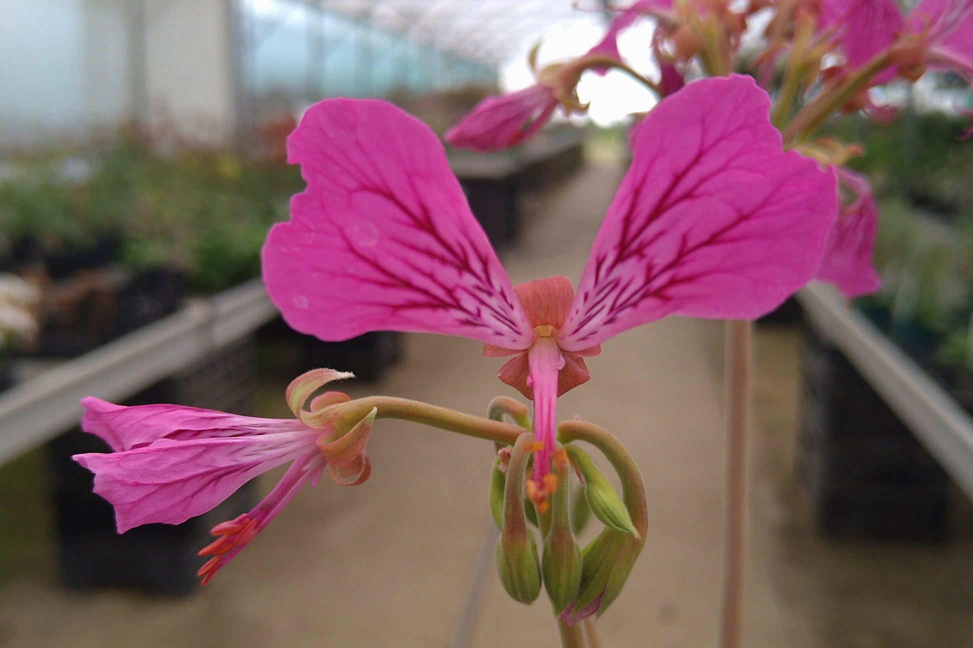 PELARGONIUM endlicherianum Close-up of a pink flower with blurred indoor setting