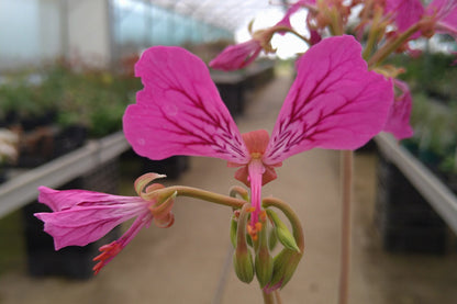 PELARGONIUM endlicherianum Close-up of a pink flower with blurred indoor setting