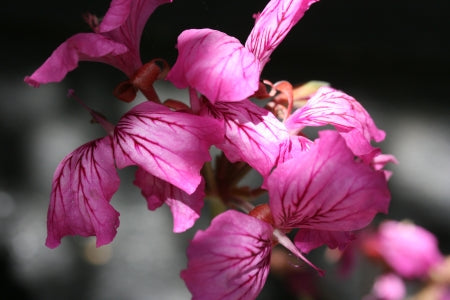 PELARGONIUM endlicherianum flower