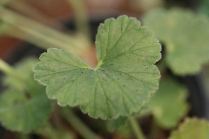PELARGONIUM endlicherianum leaf