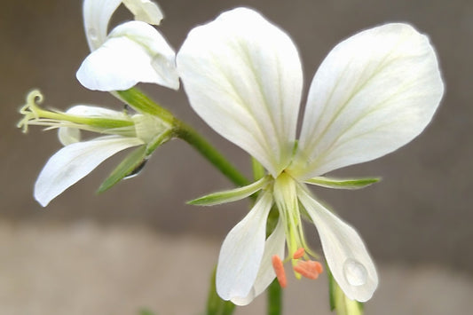 PELARGONIUM exhibens close-up flower