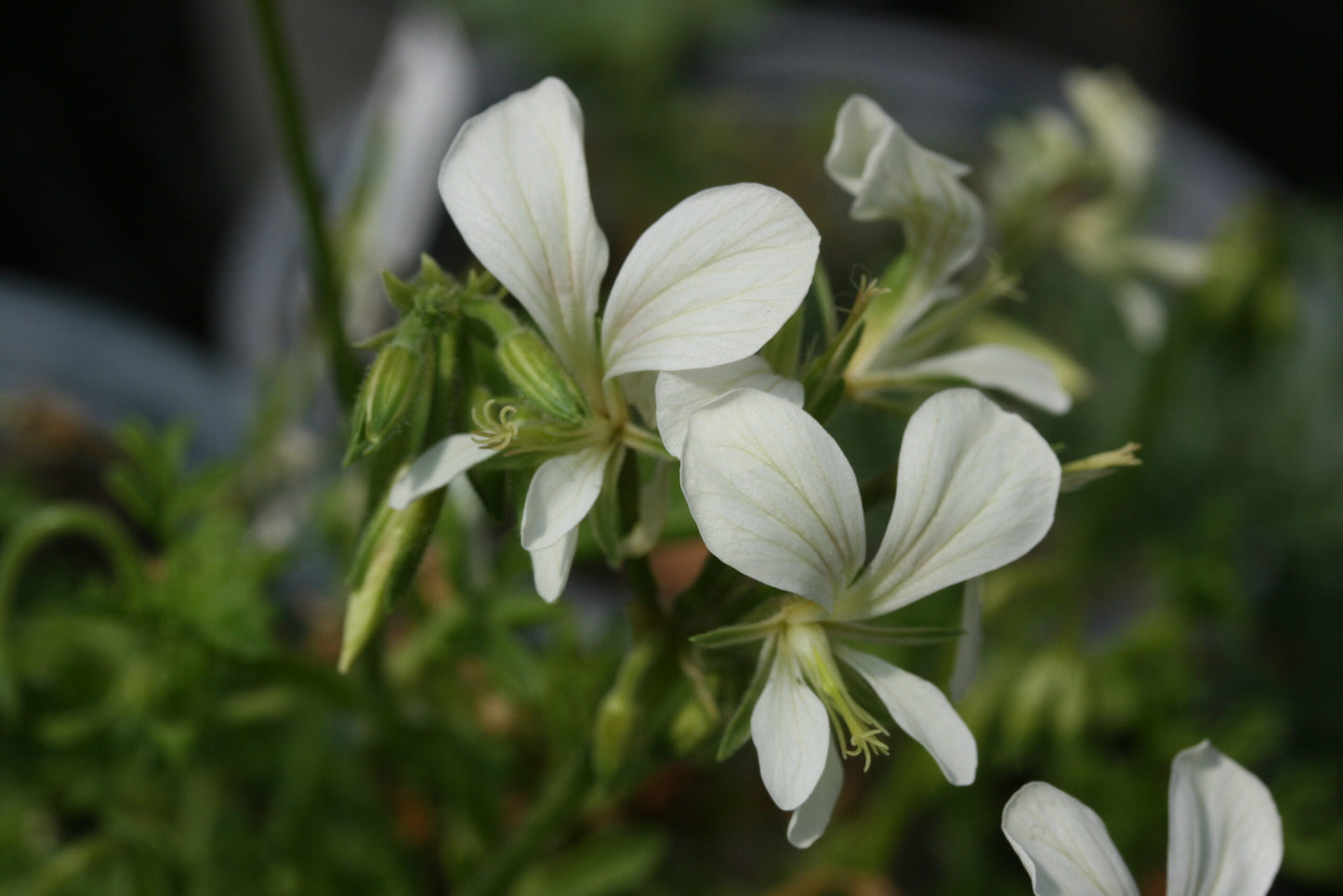PELARGONIUM exhibens flowers