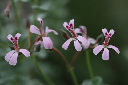 PELARGONIUM exstipulatum flowers