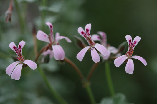 PELARGONIUM exstipulatum flowers